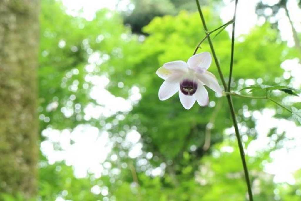 レンゲショウマ群生地